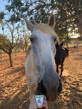 CBD Oil For Horses