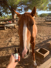 CBD Oil For Horses